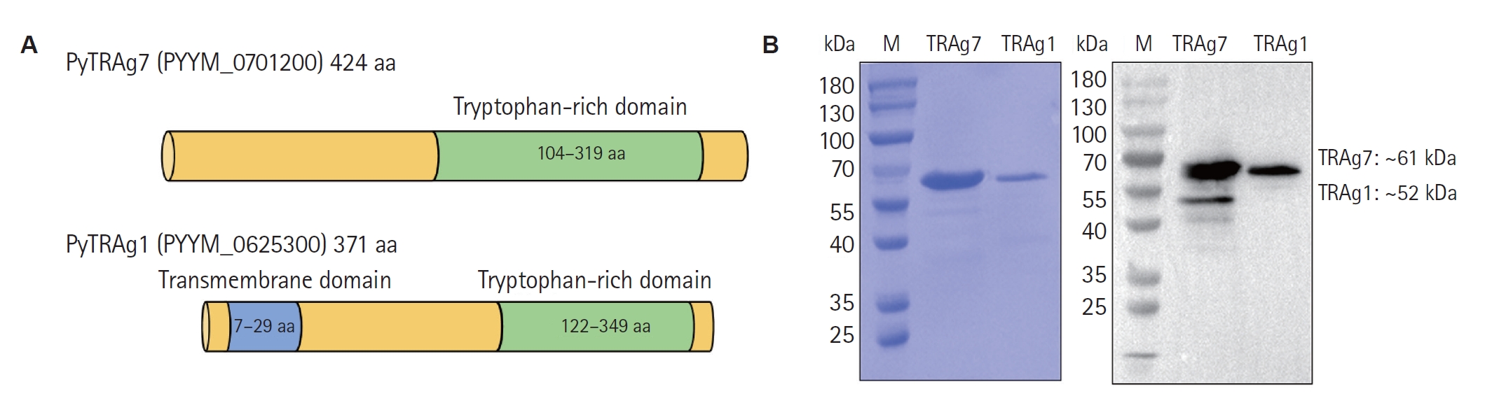 PHD-25086f1.jpg