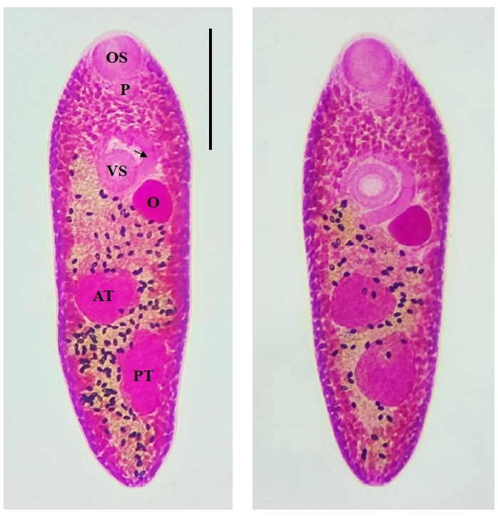 PHD-26011f1.jpg