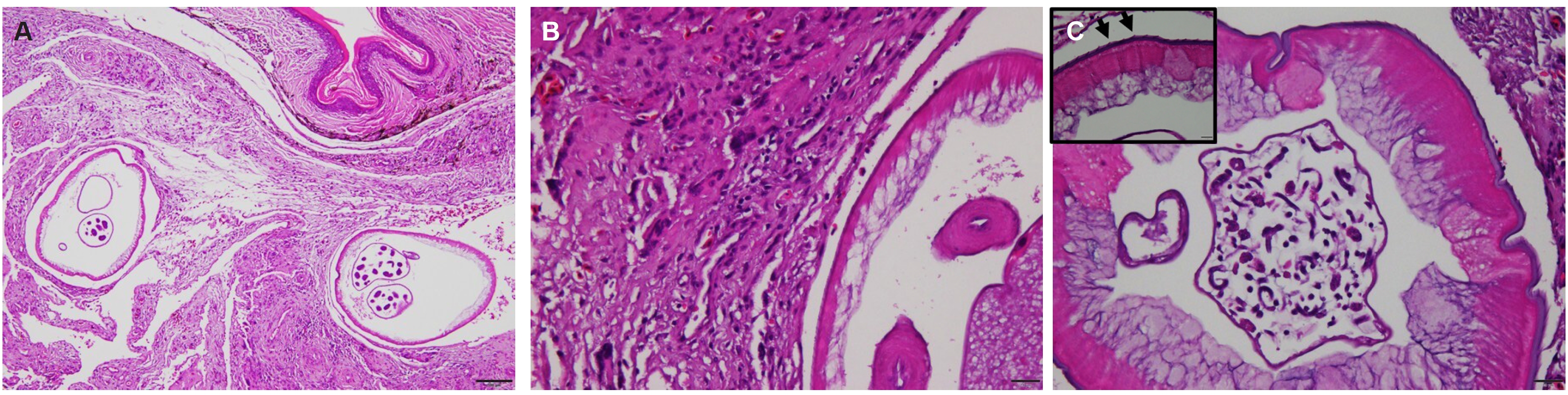 PHD-26030f2.jpg