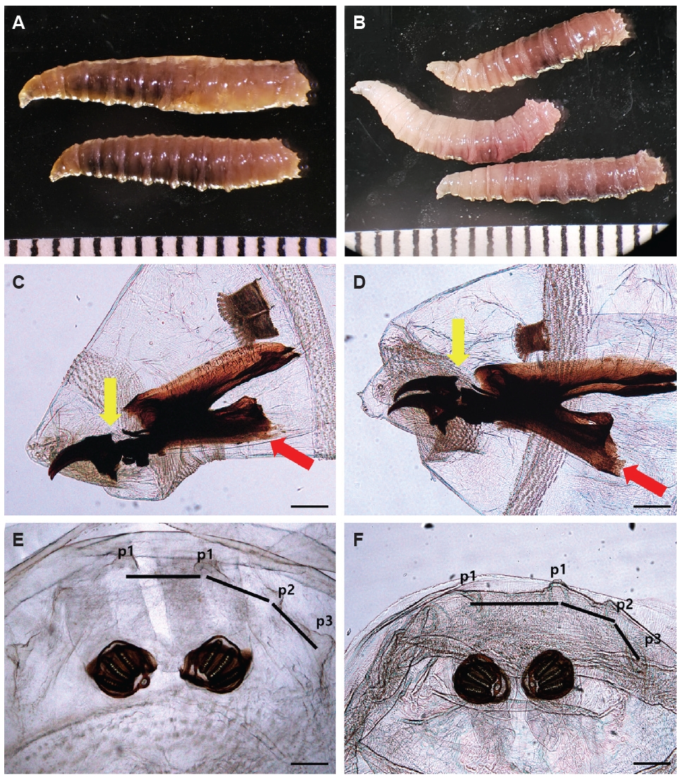 PHD-26045f2.jpg