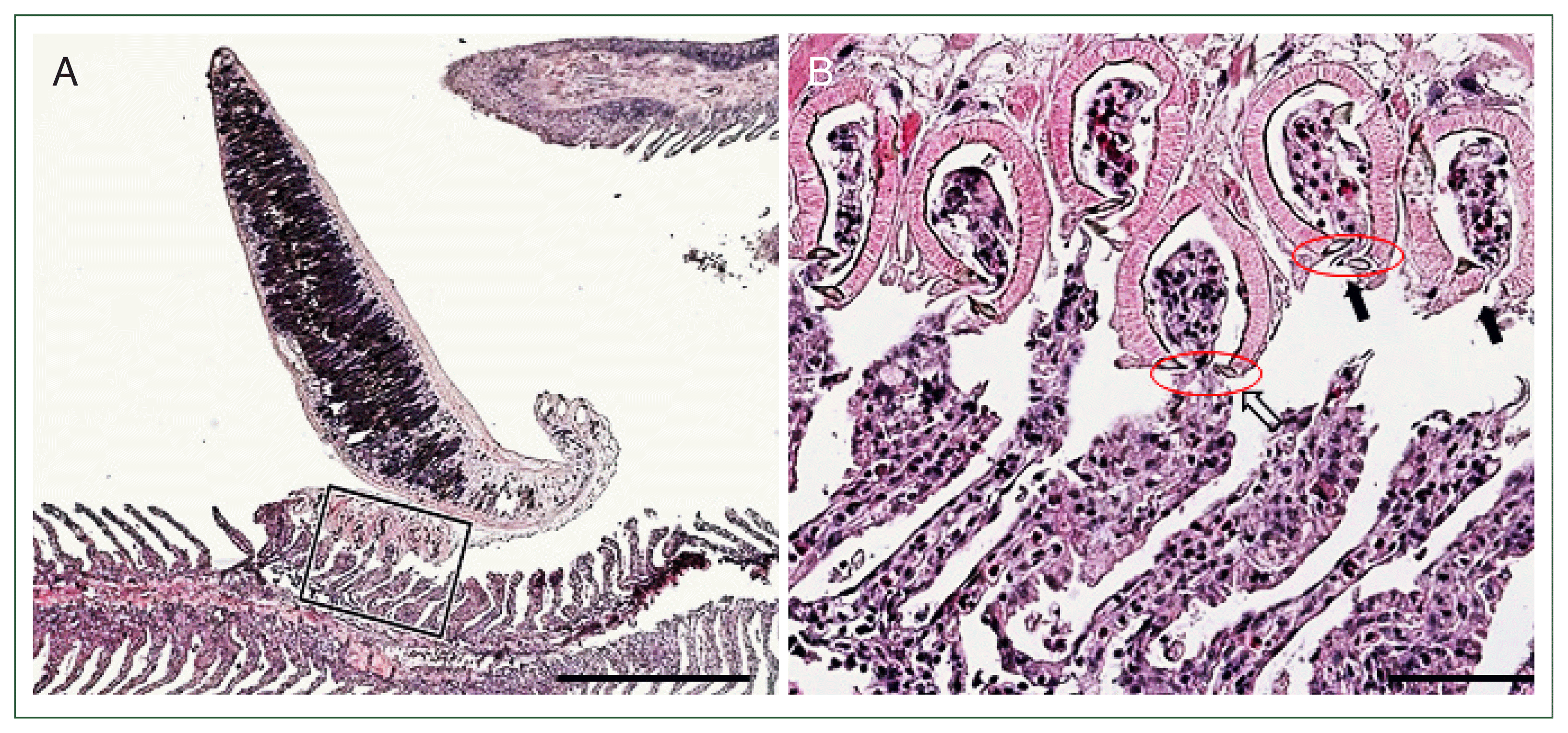 phd-24043f4.gif